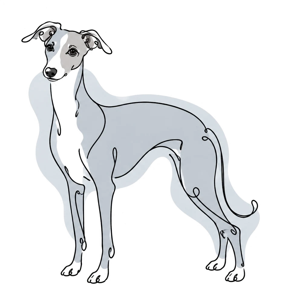 Continuous line drawing of Zeus standing in profile, a pale blue-grey wash under the line with the white blaze left as paper