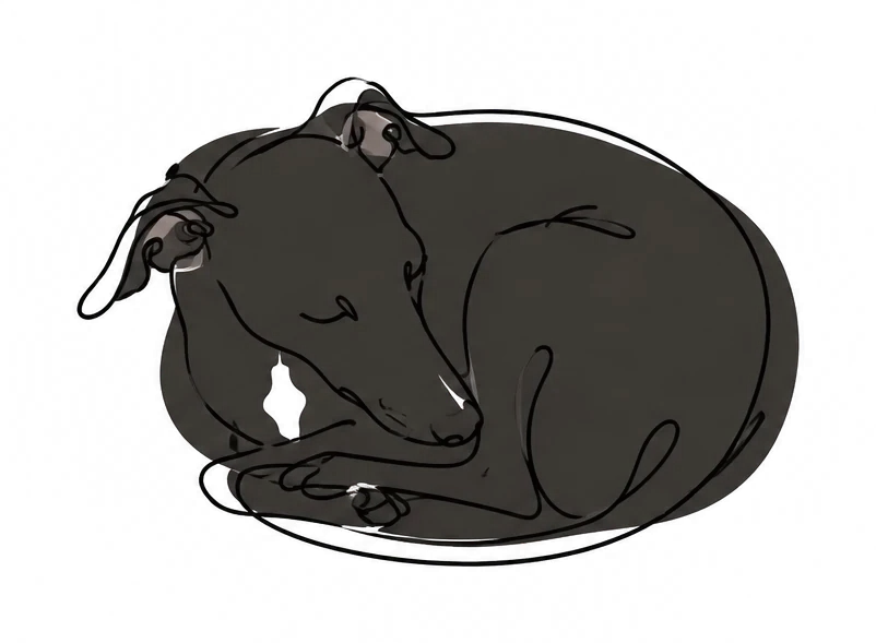 Continuous line drawing of Ziggy curled up asleep, a seal-black wash under the line